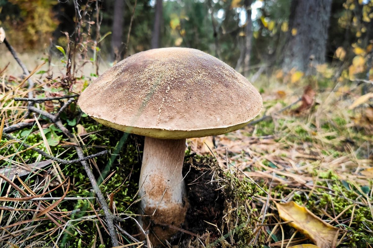 MOCNA SUSZARKA SPOŻYWCZA DO GRZYBÓW OWOCÓW WARZYW Model LNZ-10124