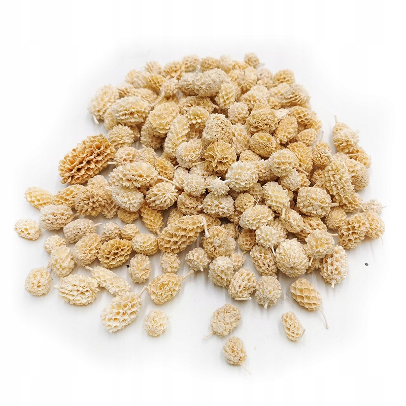 

Casurina bielona szyszki stroik kompozycja 100szt