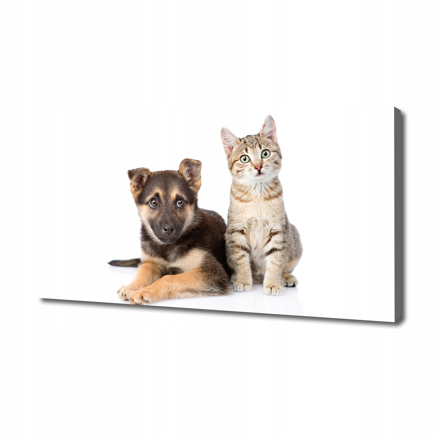 

Foto obraz canvas na ścianę Pies i kot 140x70 cm