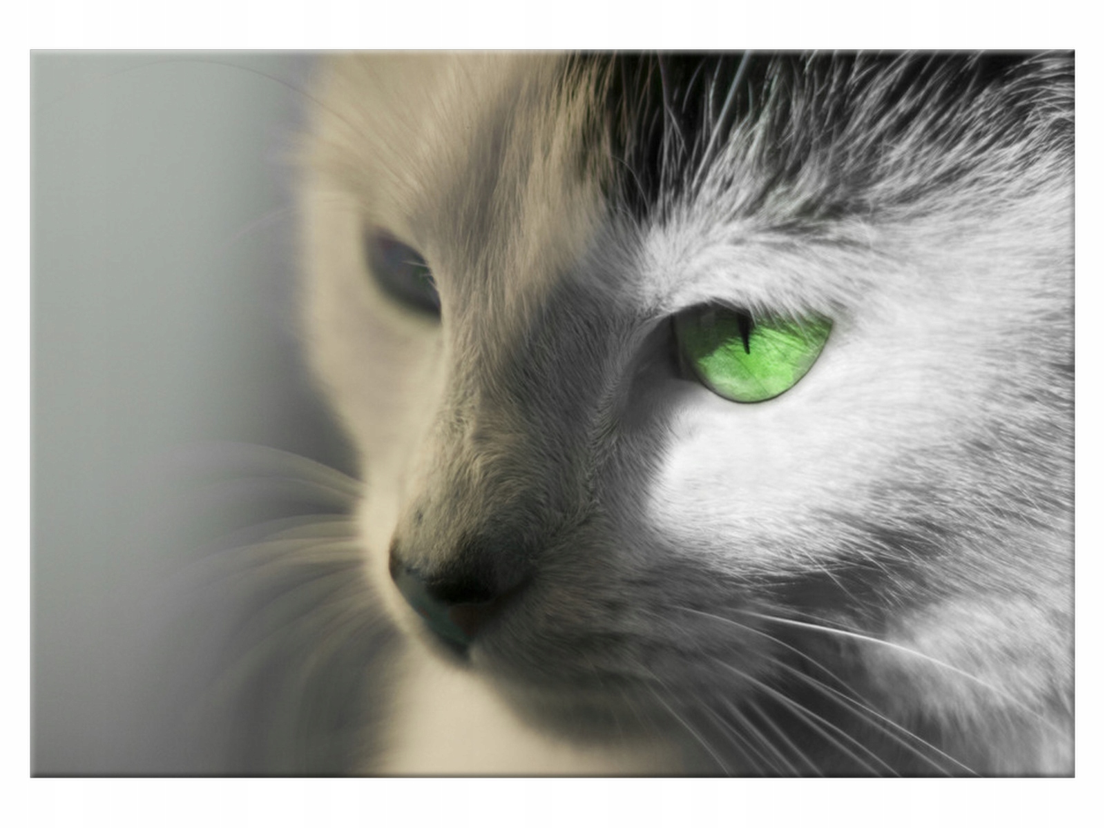 

Obraz Zielonooki kocur 100x70 Zwierzęta 1753A_1Z