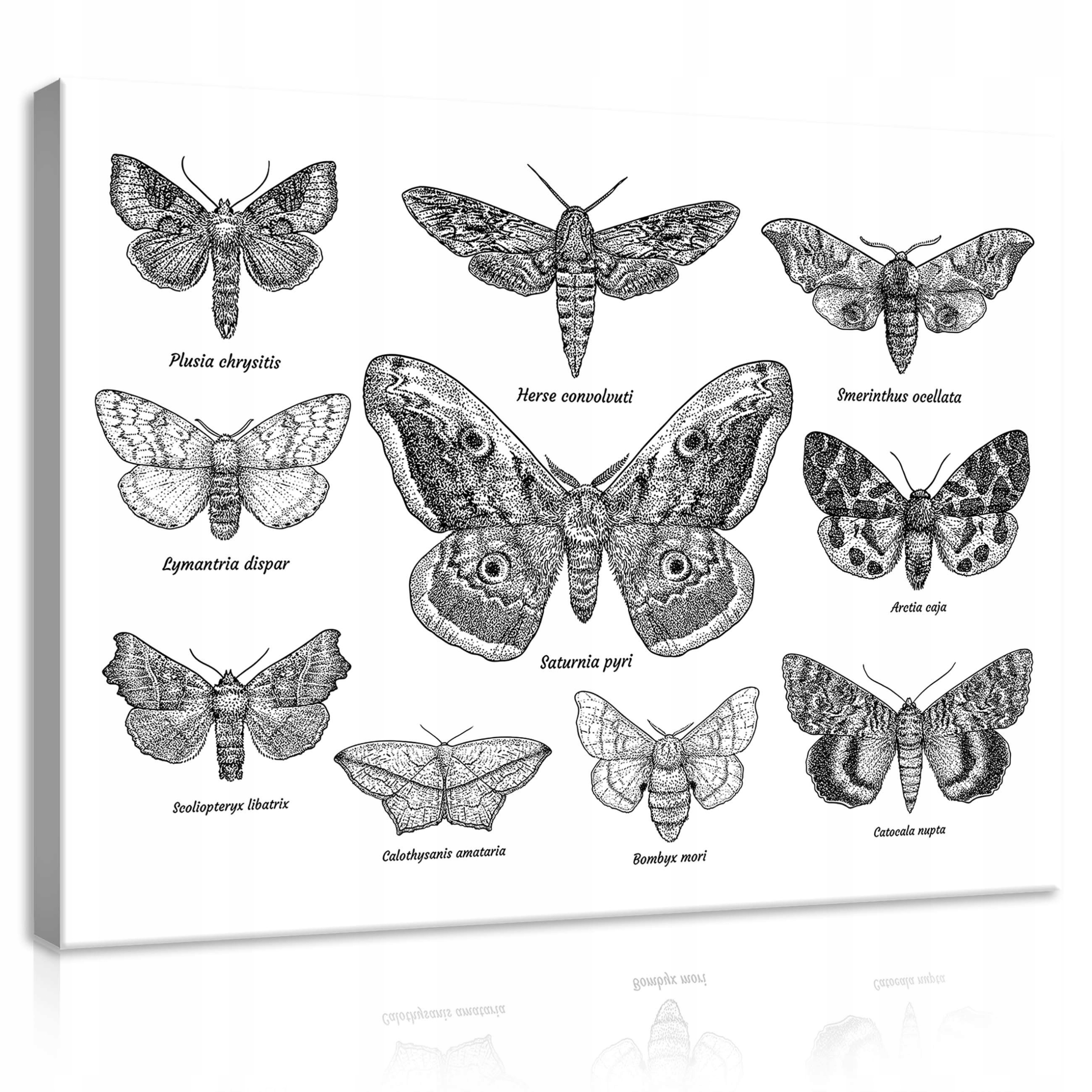 Obraz 100x75 Motýli hmyz ilustrace grafika černobílé entomologie