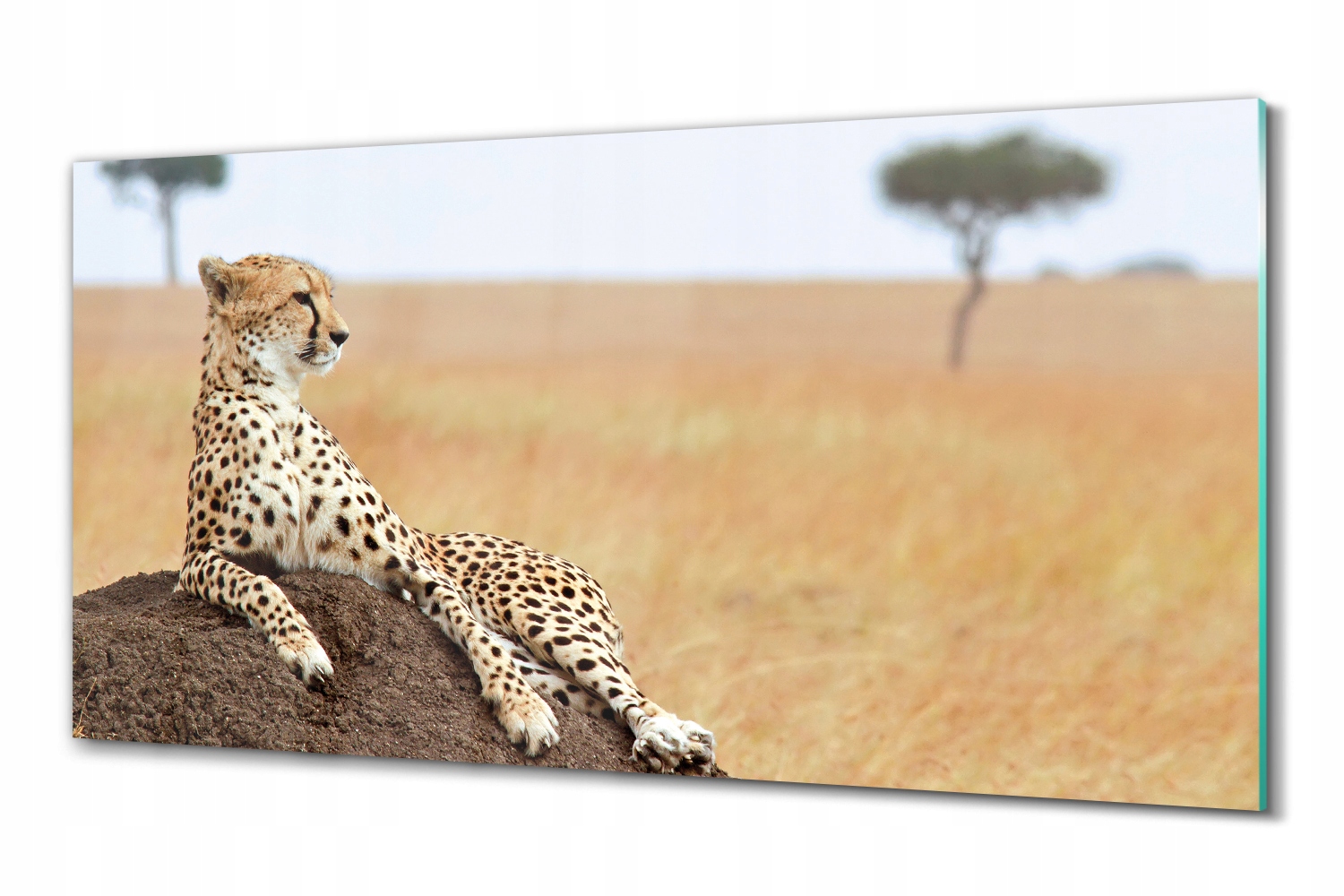 Foto na skle do obývacího pokoje Gepard savana 100x50