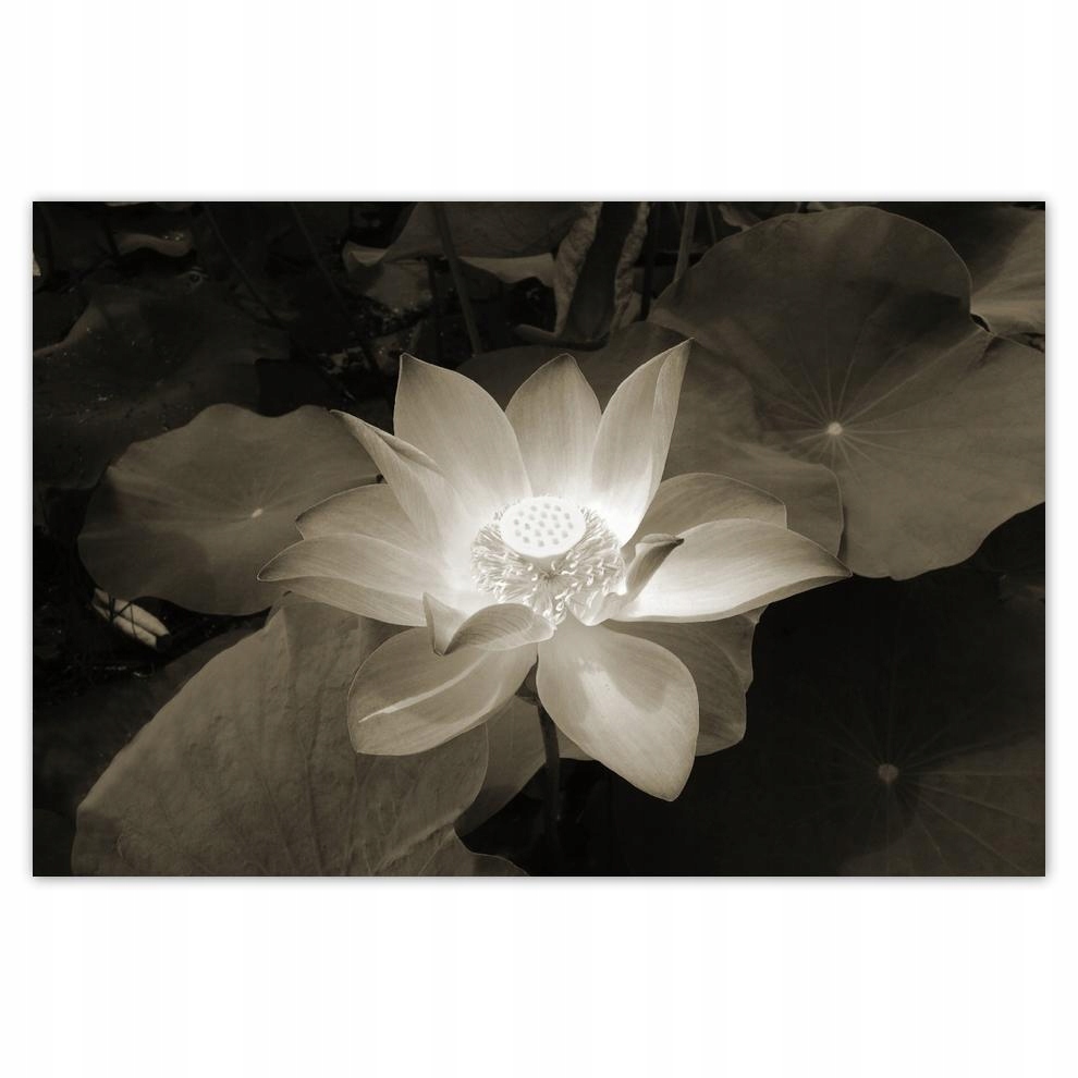 

Plakat 93x62 Lotos Kwiat lotosu