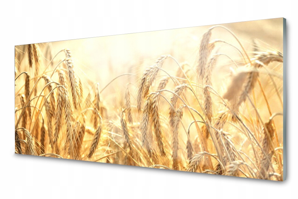 Sklenený panel do kuchyne Obilniny Pole Klasy 125x50