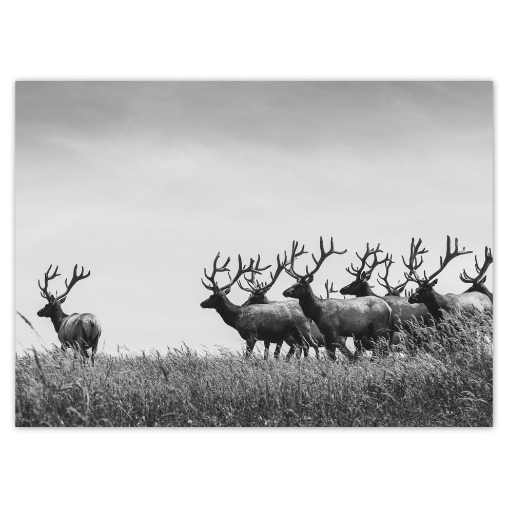 Fototapety vliesové 254x184 Stádo jeleňov