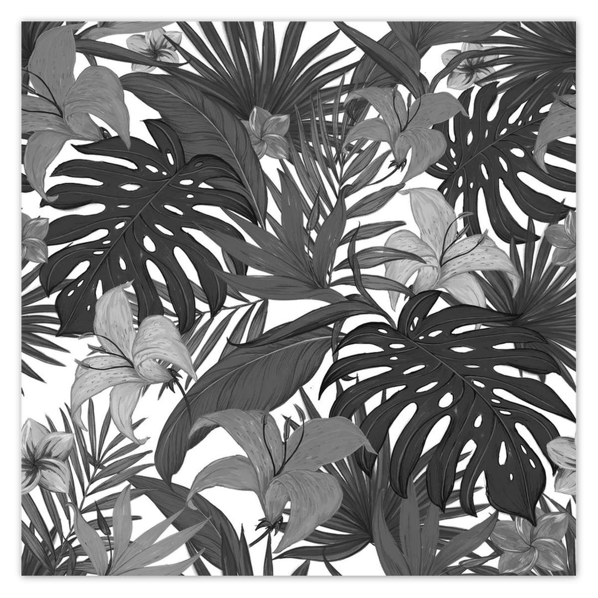 Plakáty 140x140 Černobílá monstera