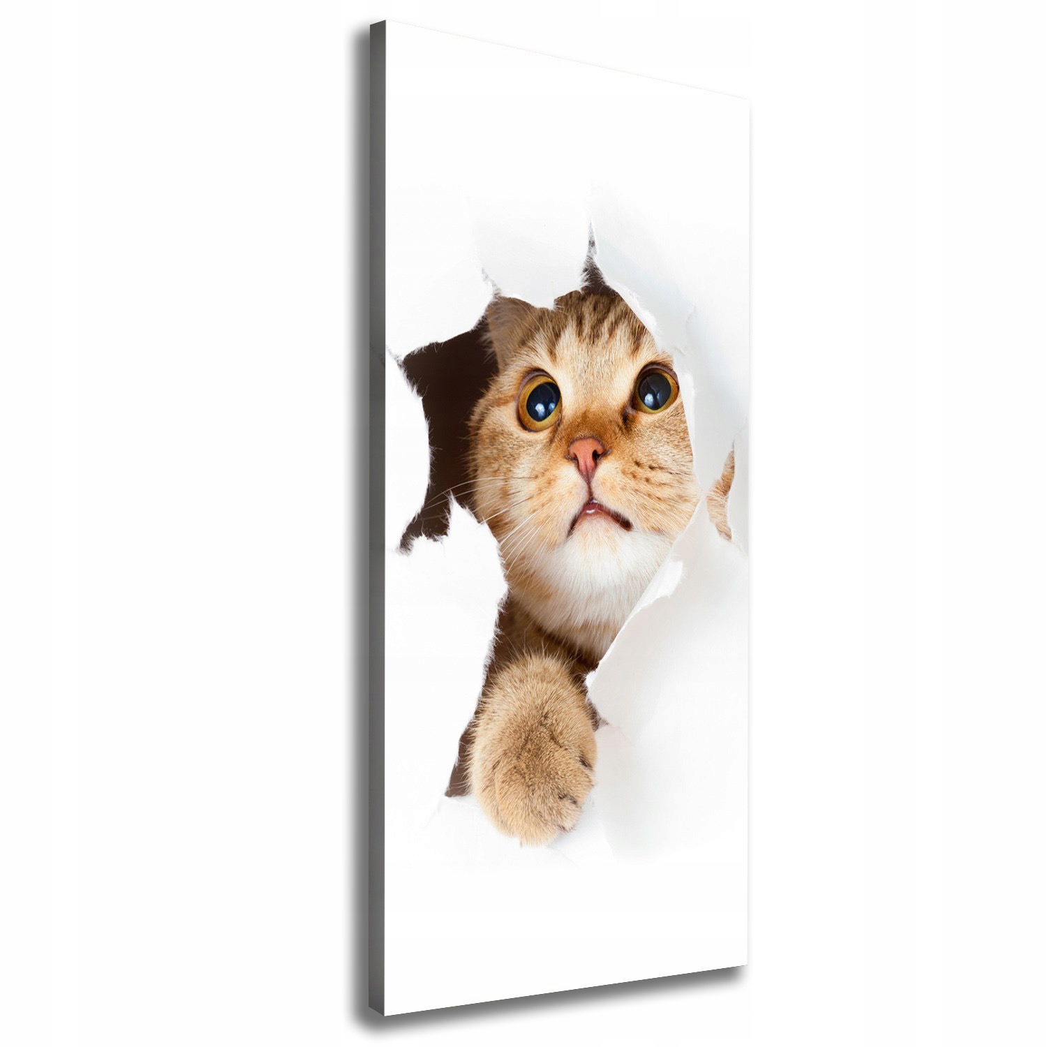 

Foto obraz canvas na ramie do salonu Kot 50x125 cm