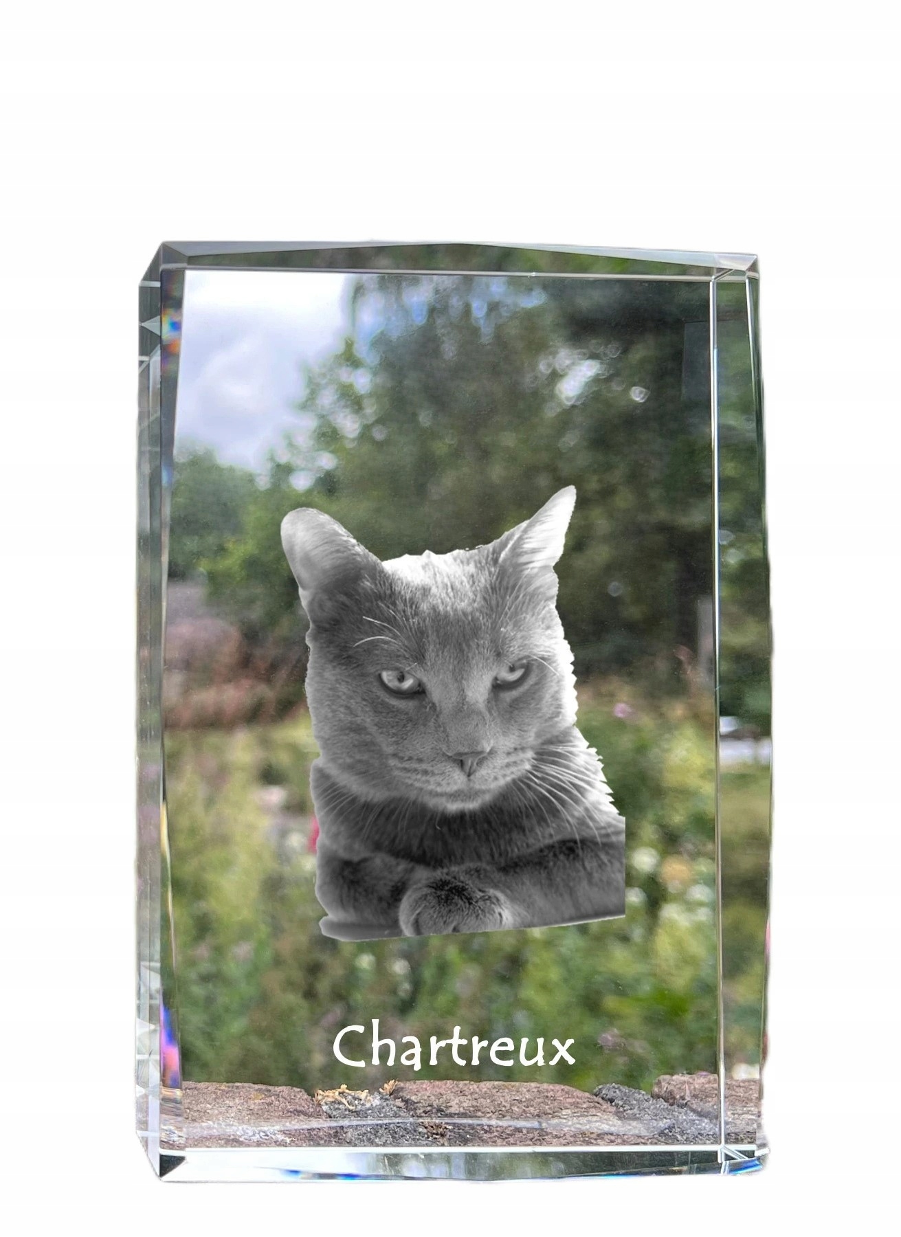 Mačka Chartreux foto v kryštáli, suvenír, trofej, poďakovanie