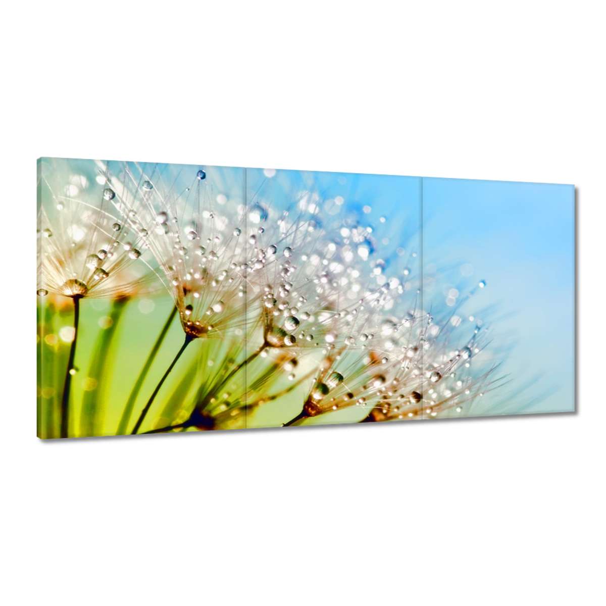 Obrazy 180x90 Kvapky rosy Púpava