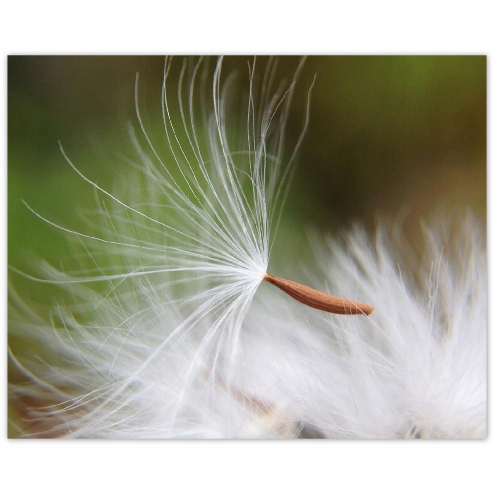 

Plakat 50x40 Dmuchawiec Kwiat Kwiatki