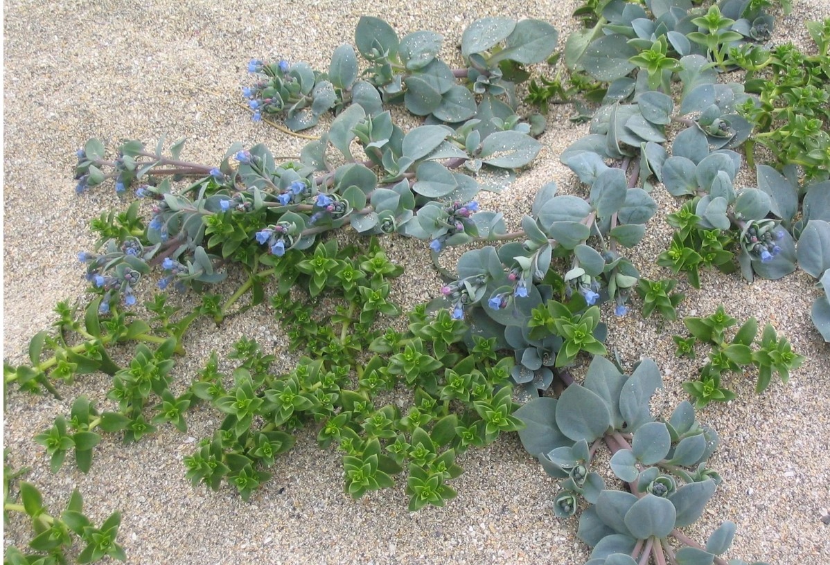 MERTENSJA MORSKA Oysterleaf SMAK OSTRYG MROZOODPORNA PRZYPRAWA NASIONA