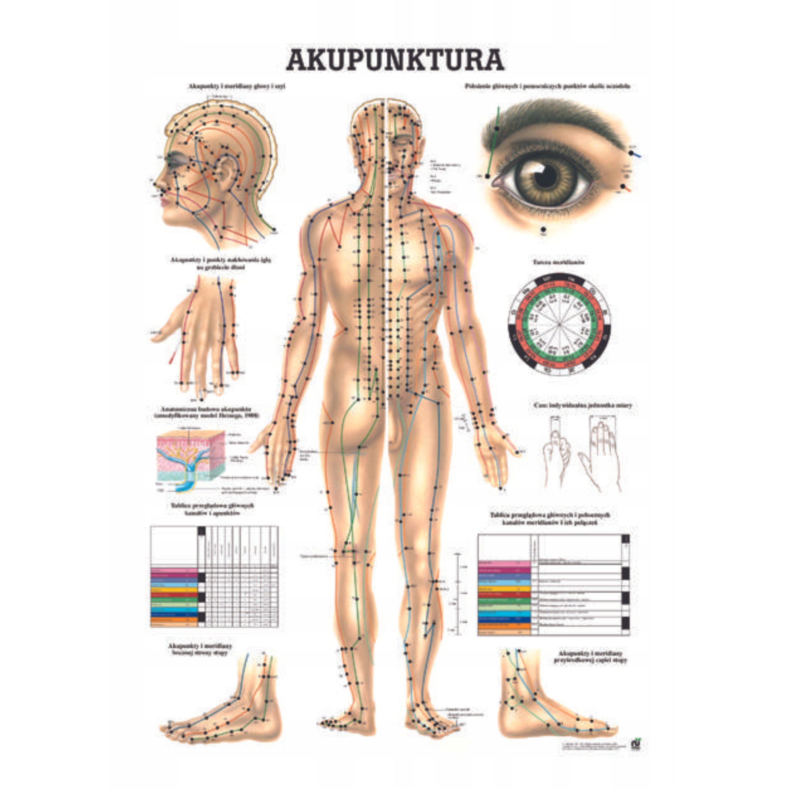Tablica Anatomiczna Plansza Medyczna Akupunktura