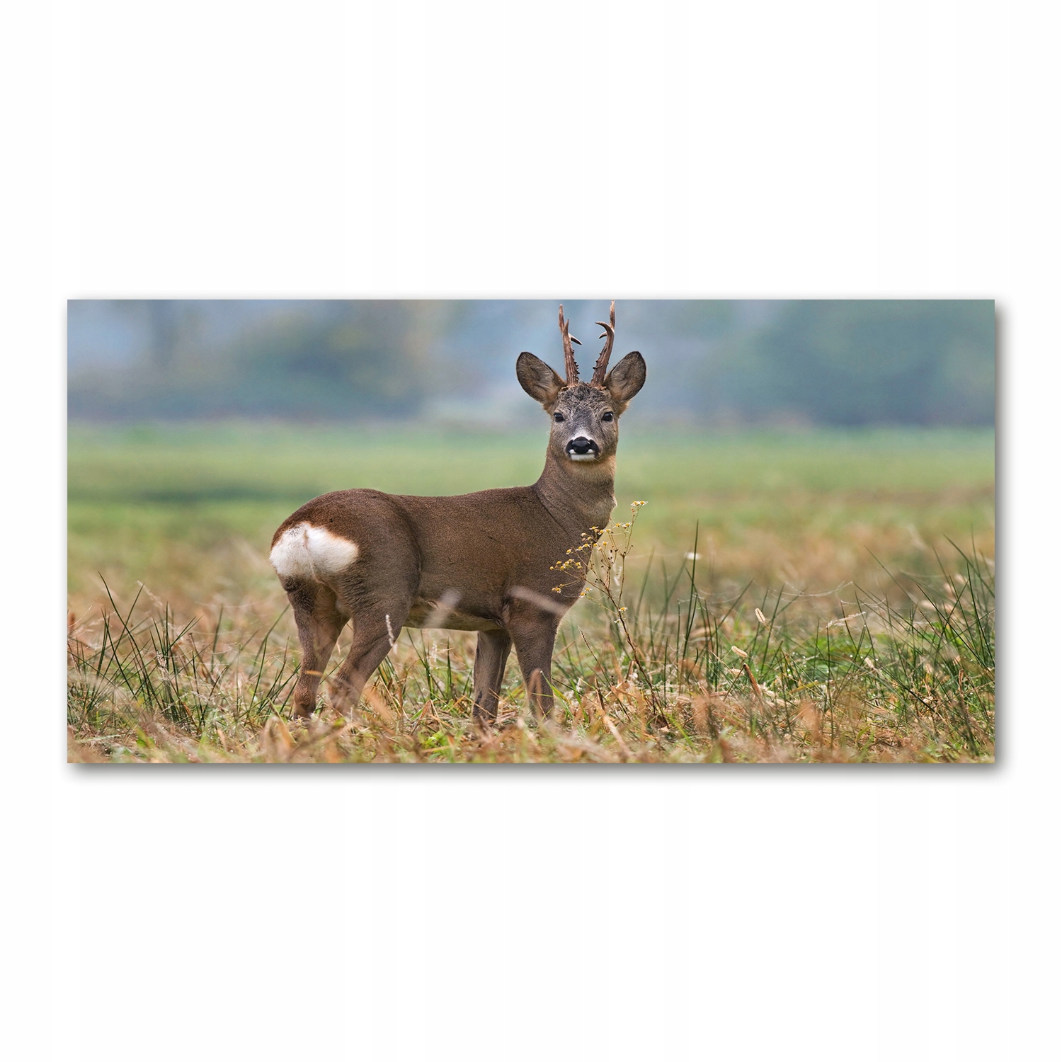 

Foto obraz duży na szkle akrylowym Sarna 120X60cm