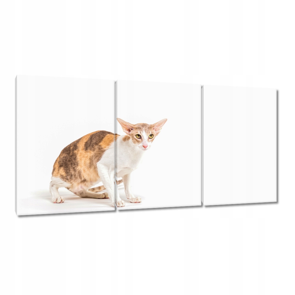 

Obrazy 120x60 Kot Kotek Kotki Kicia