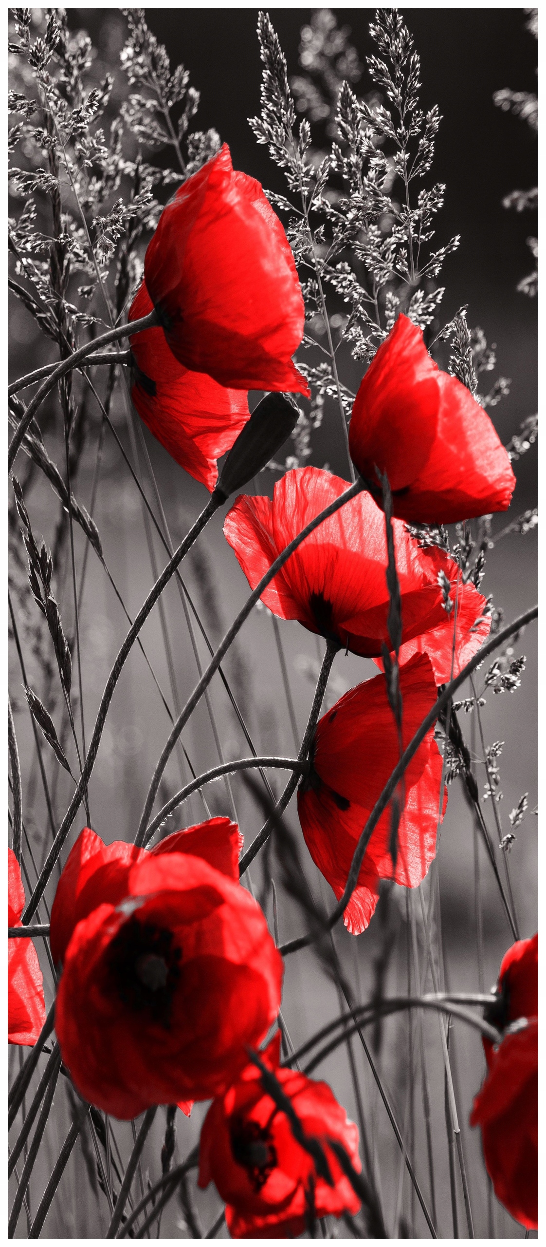 Samolepicí Samolepicí Fototapeta Máky Příroda kontrast a klid 91x211