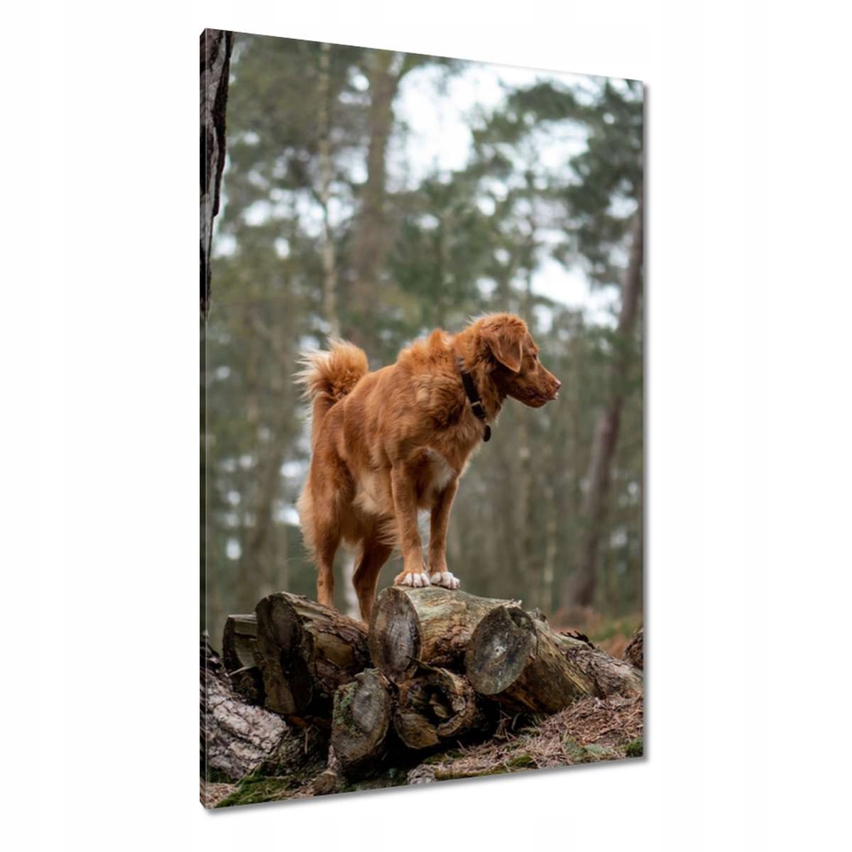 Obrazy 80x120 Pes Pejsek Pejsci