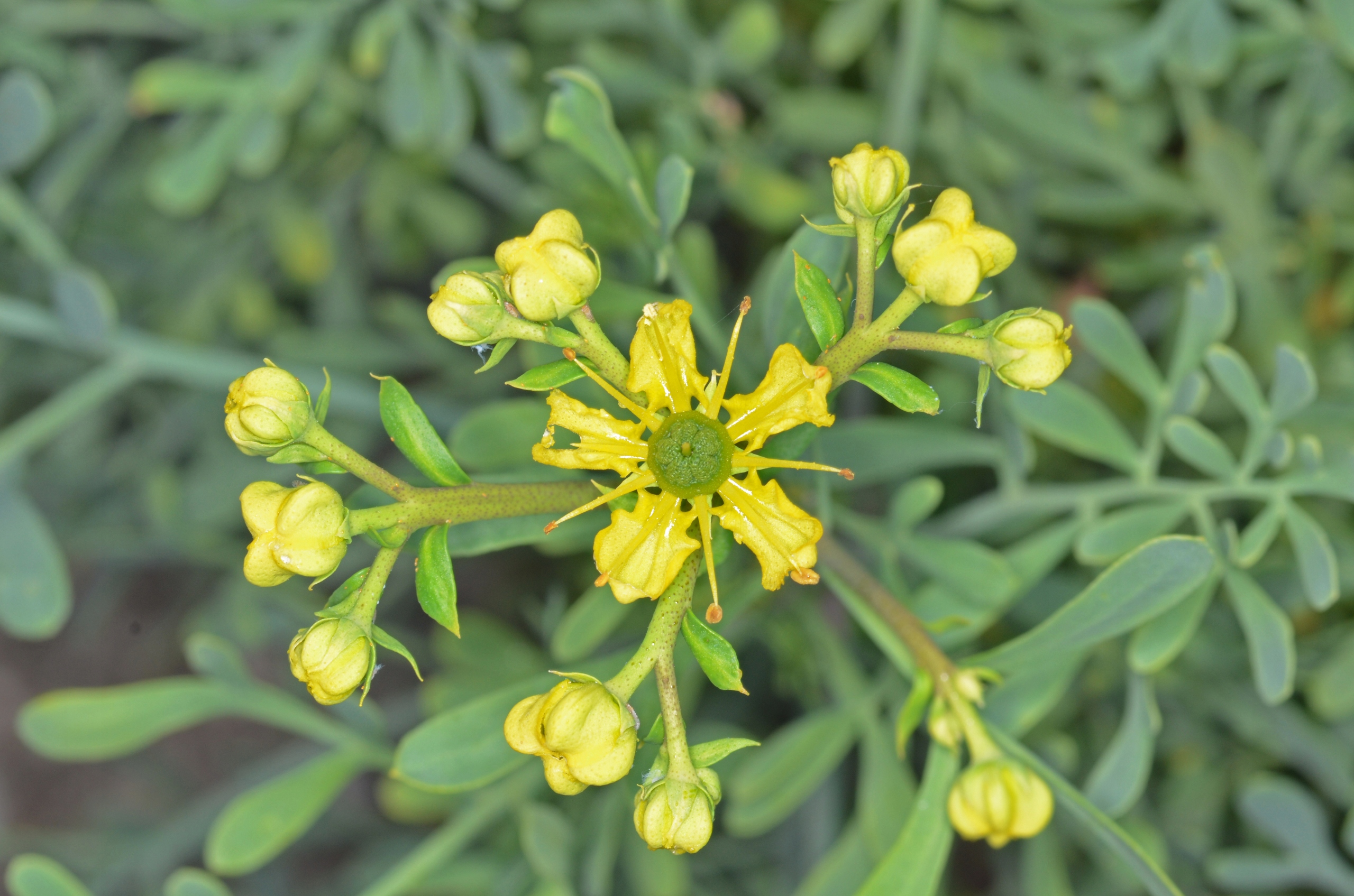

Ruta zwyczajna (Ruta graveolens L.) 100 g certyf