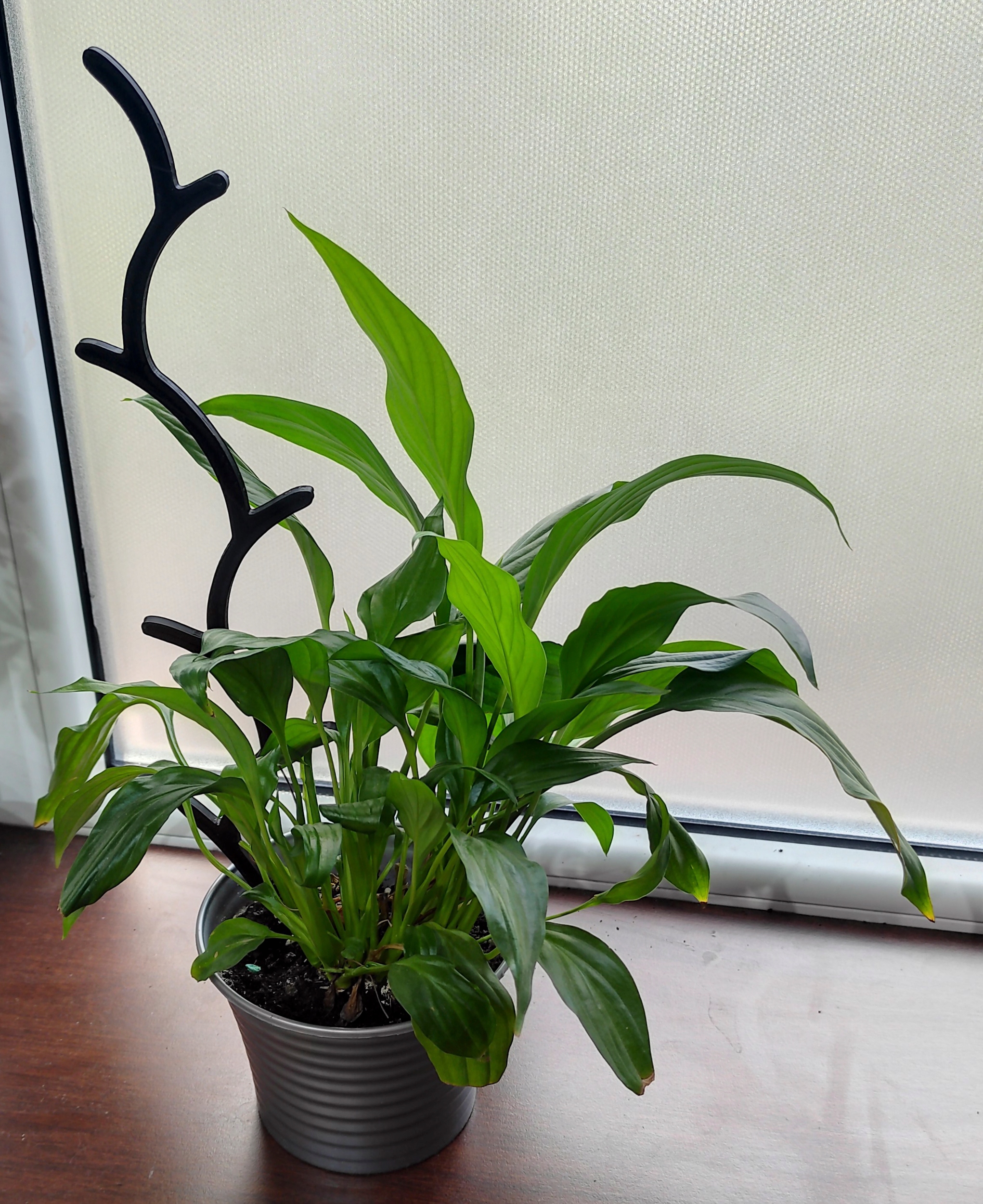 2x PODPÓRKA KWIATÓW ROŚLIN PERGOLA STORCZYK 37cm Kod producenta sb12