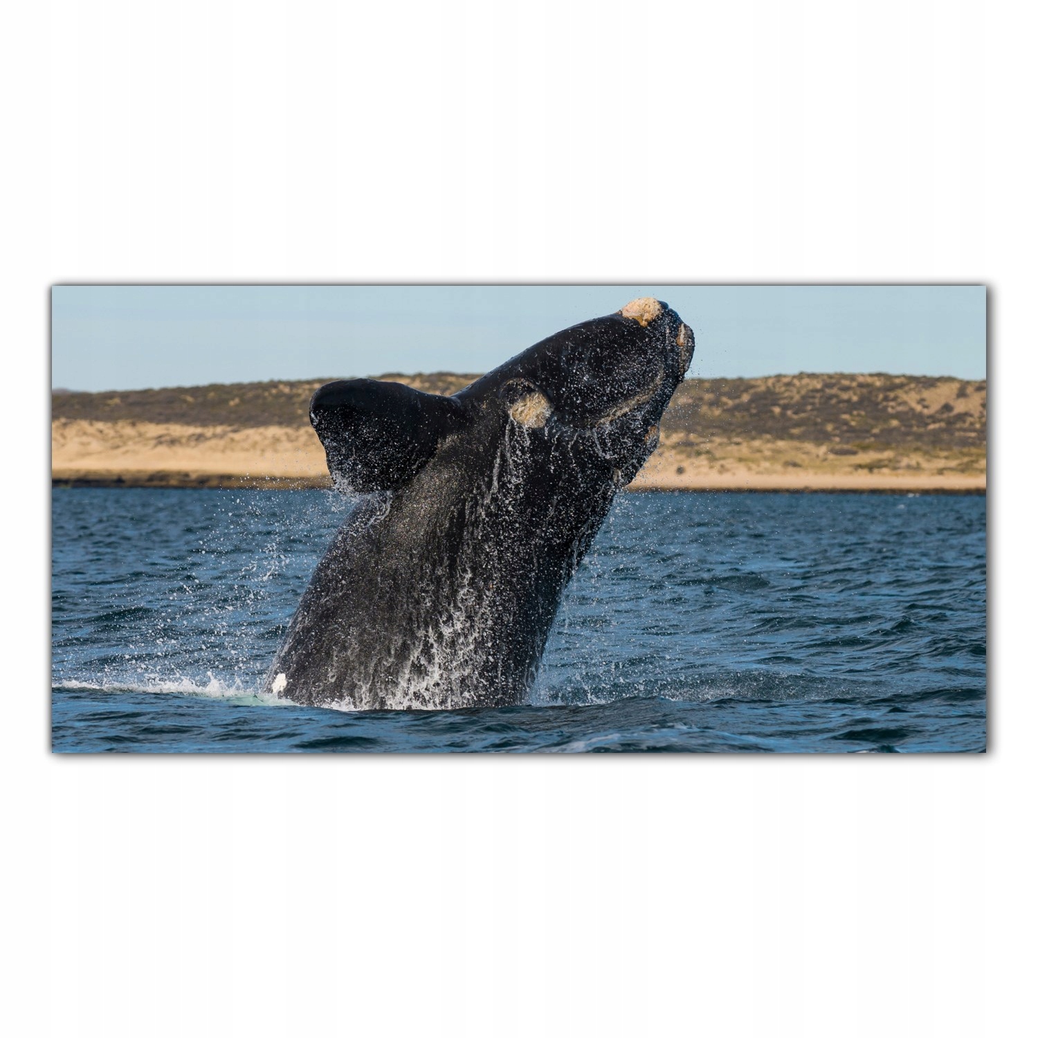 

Obraz na szkle Foto Wieloryb Ocean Natura 120x60
