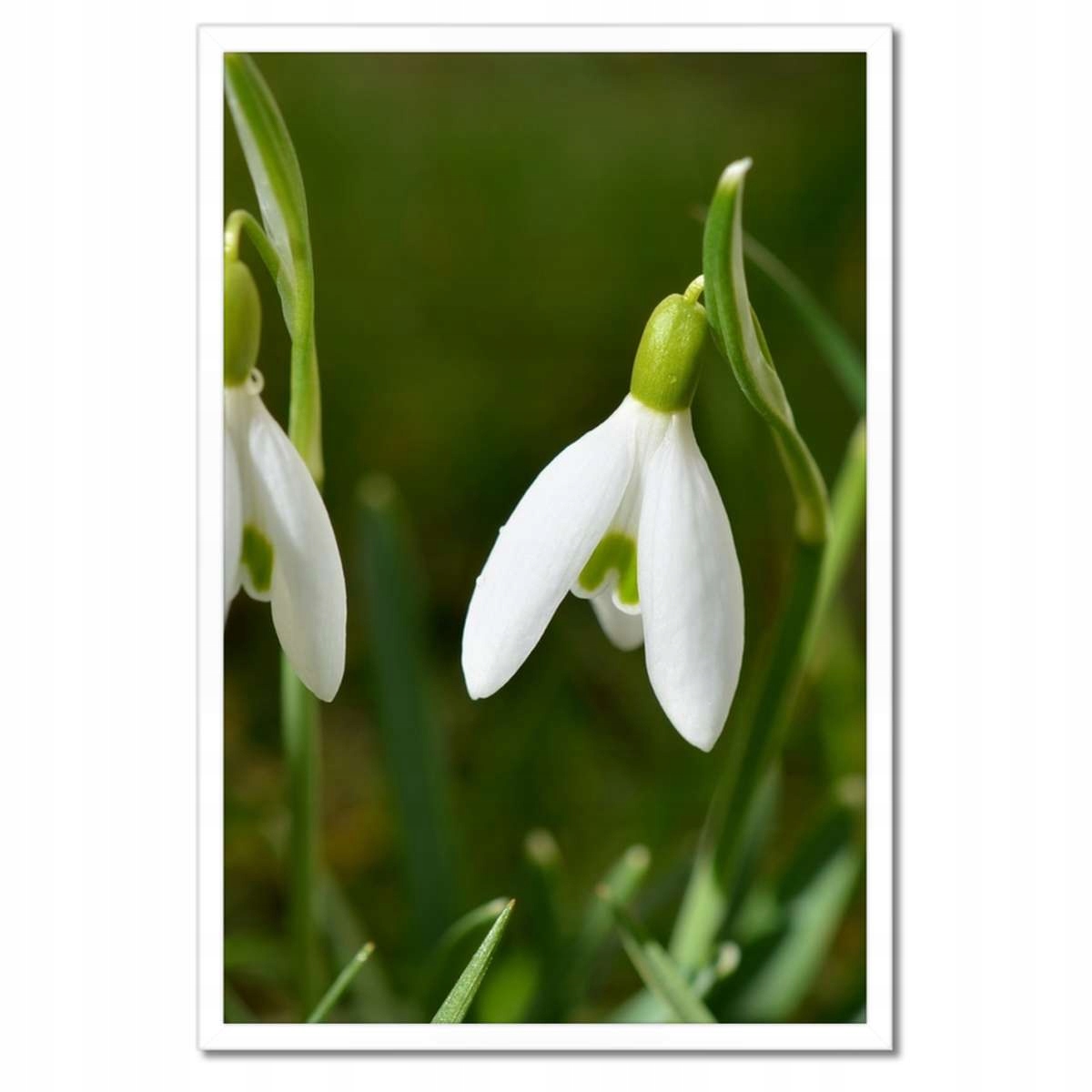 Plakáty v rámu 40x60 Sněženky Květ Květiny