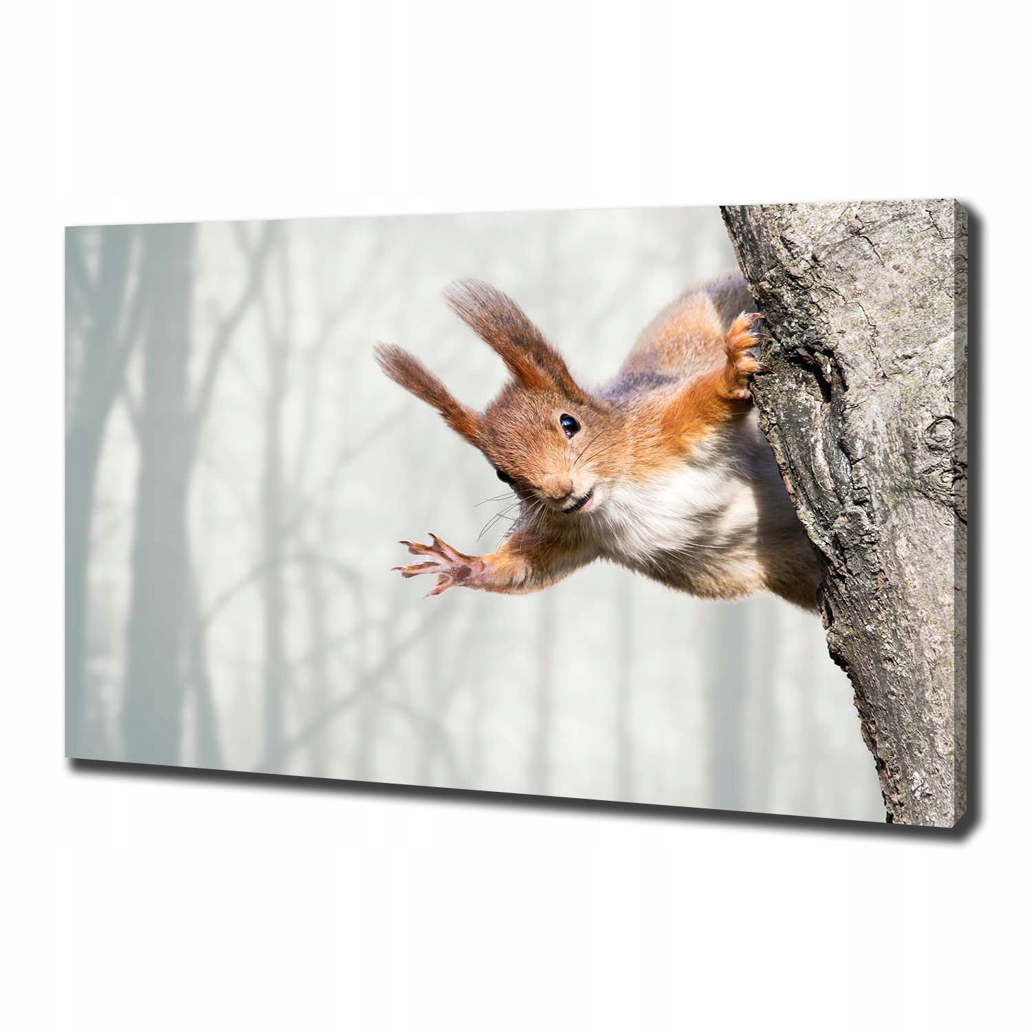 

Foto obraz canvas na ścianę Wiewiórka 100x70 cm