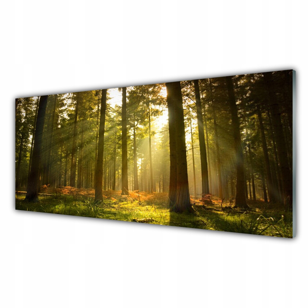 

Fotoobraz akryl na ścianę 125x50 Las Natura Drzewa