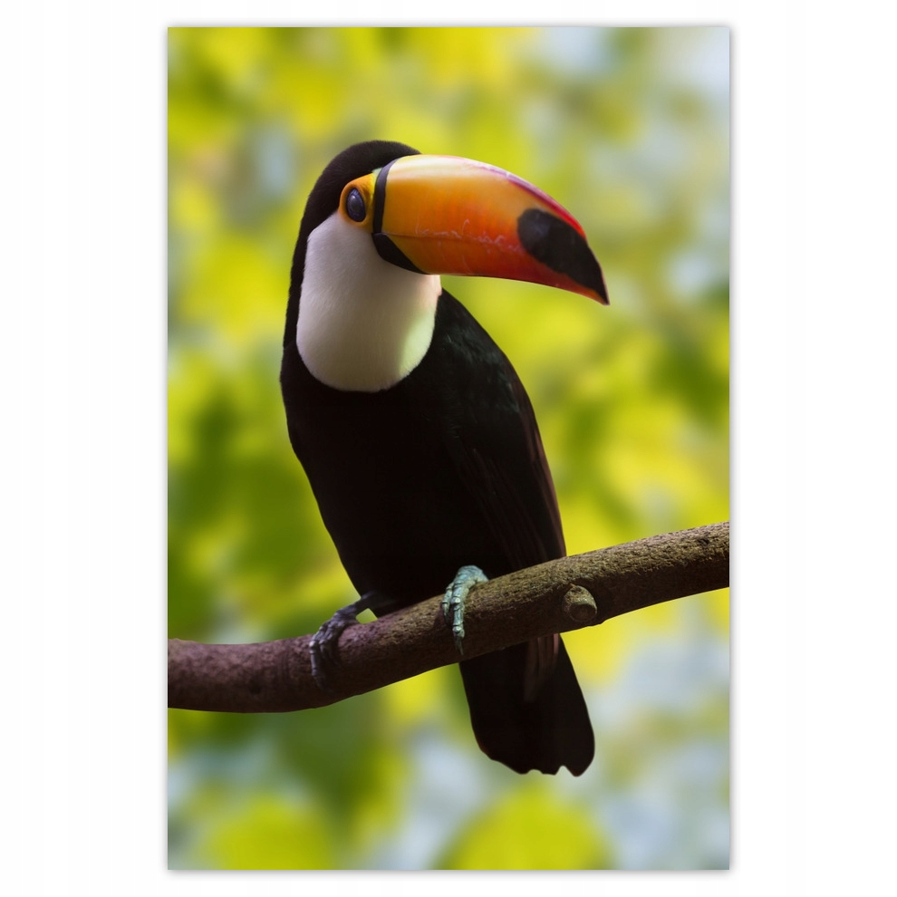 

Plakaty 62x93 Tukan na gałęzi