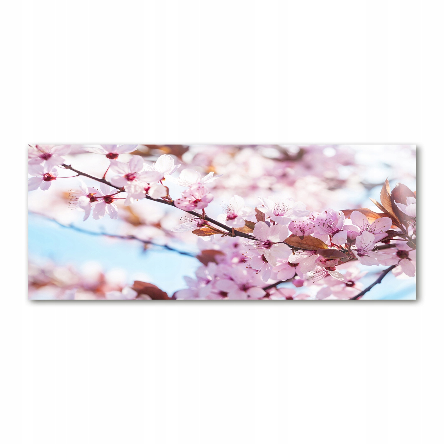 

Foto obraz akryl zdjęcie Kwiaty wiśni 125x50 cm