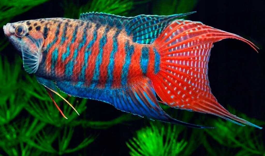 Крупноперый большой - Macropodus opercularis