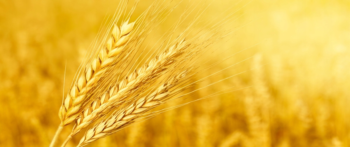 

Tapeta flizelinowa Kłos pszenicy 250x104