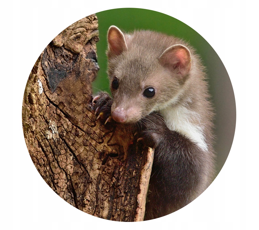 ODSTRASZACZ KUN SIERŚĆ PSA KUNAGONE DO SAMOCHODU DOMU GARAŻU 6 WORECZKÓW Numer katalogowy producenta KUN05PL