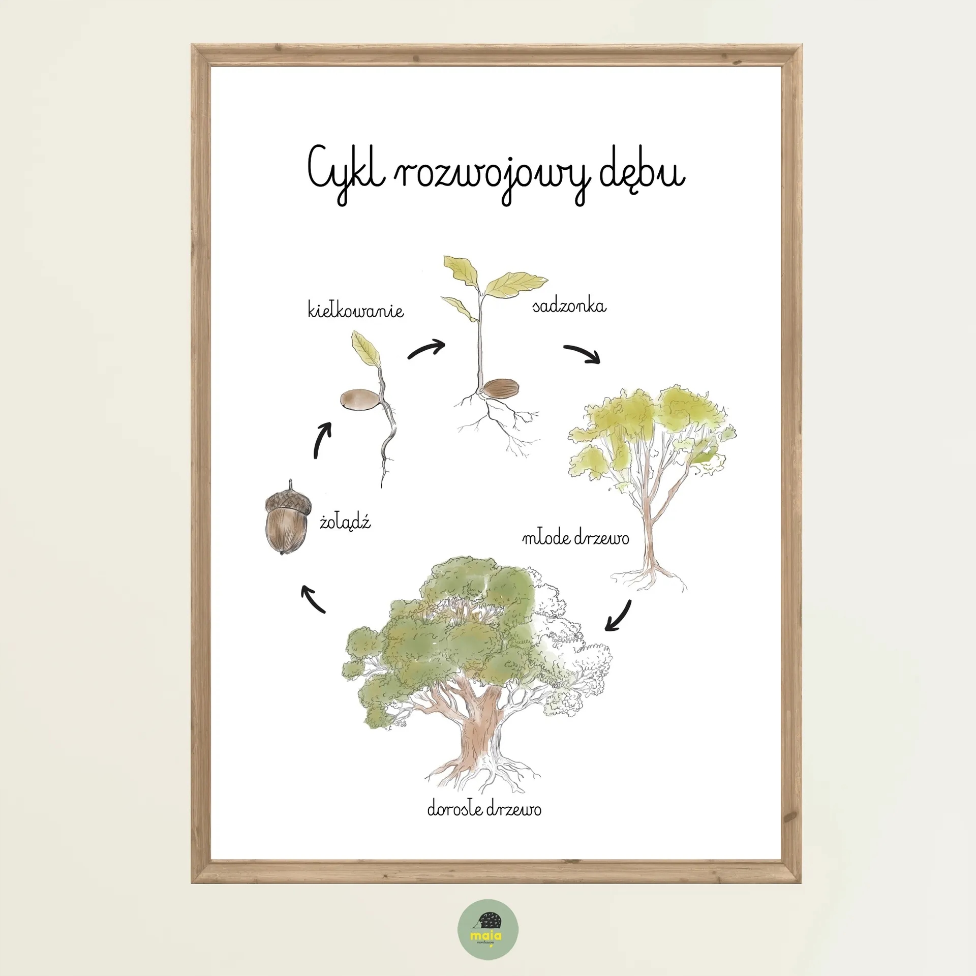 Plakat edukacyjny Cykl życia dębu A4 cykl rozwojowy drzewa Montessori