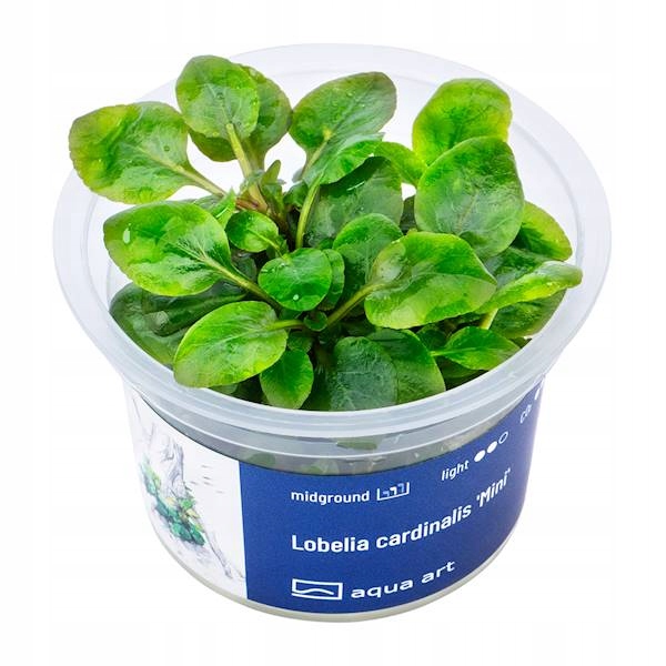 AquaArt Lobelia cardinalis ’Mini’ ROŚLINA INVITRO KUBEK 5cm