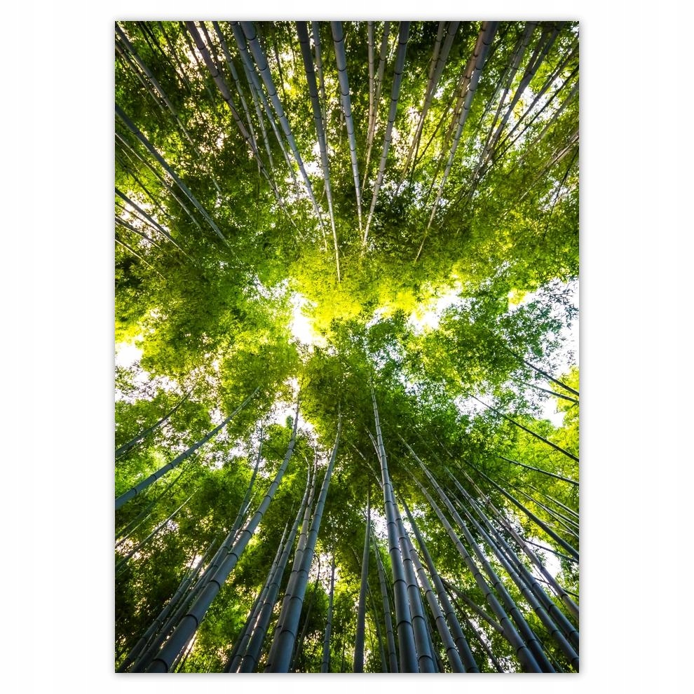 

Naklejki 50x70 Bambusowy las tropikalny