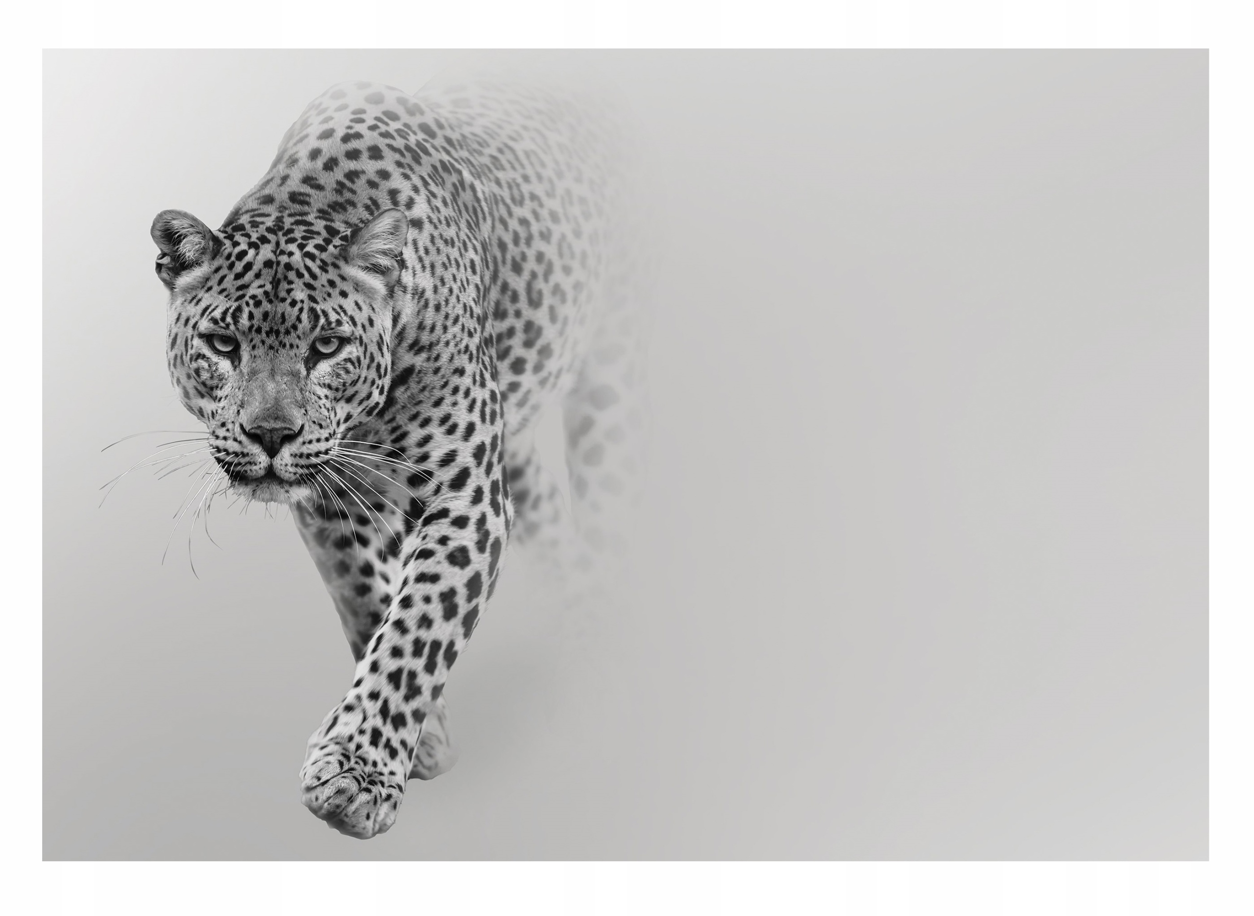 Fototapeta Gepard Tygr Jaguar Lampart 3D 416x254