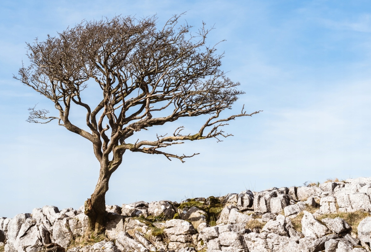 

Fototapeta Flizelinowa Drzewo - 104x70