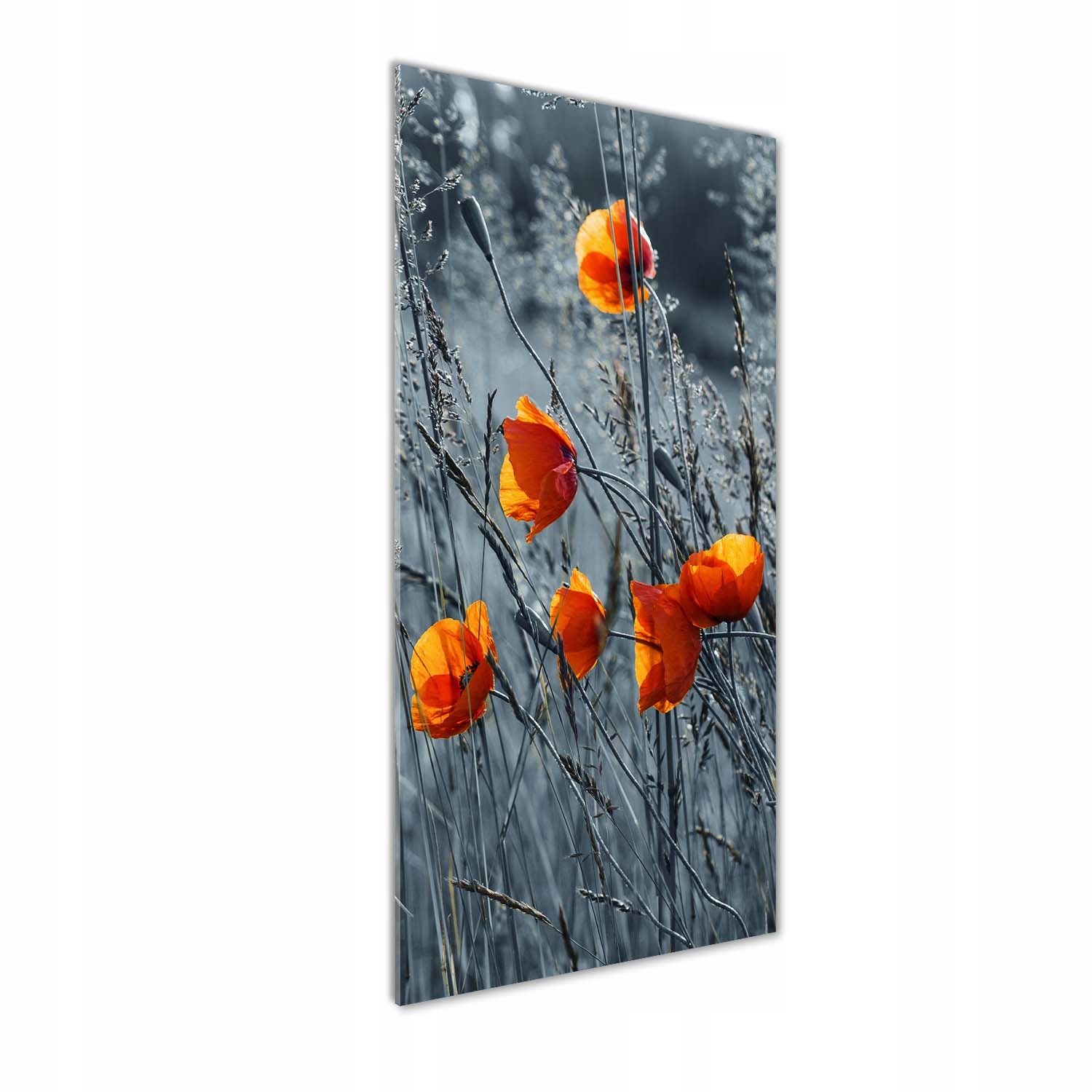 

Foto obraz szkło hartowane Polne maki 50x125 cm