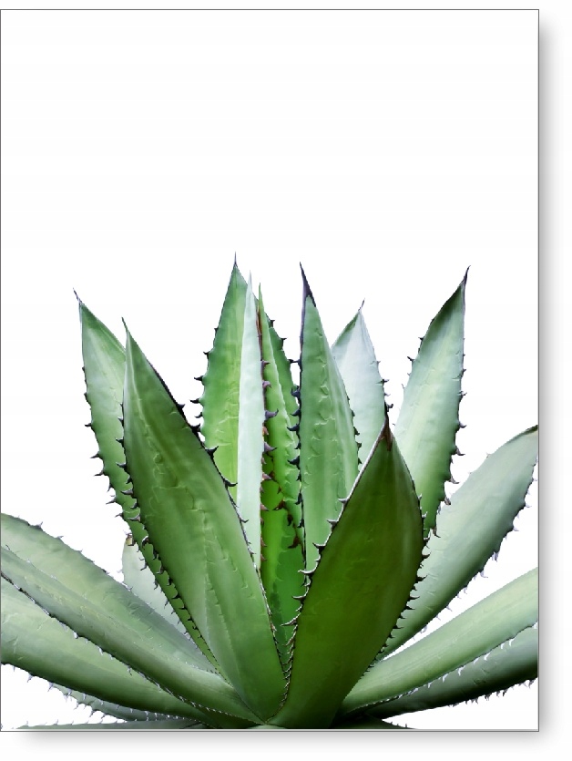 

Liście plakat 40x50 cm #59B