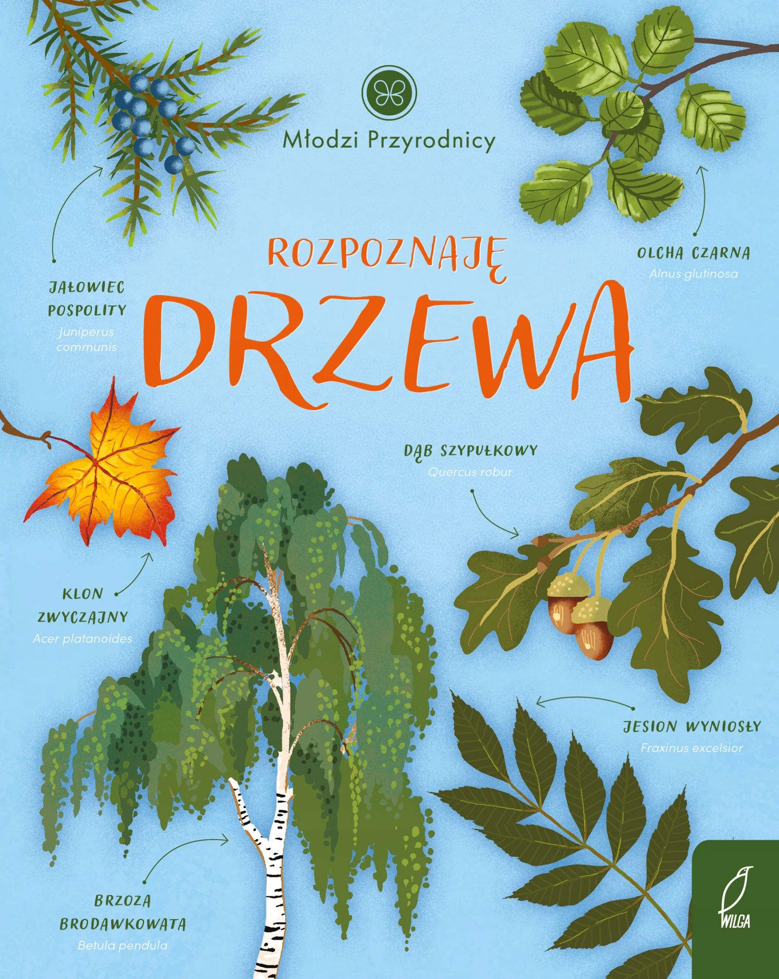 

Młodzi przyrodnicy Rozpoznaję drzewa P. Zarawska