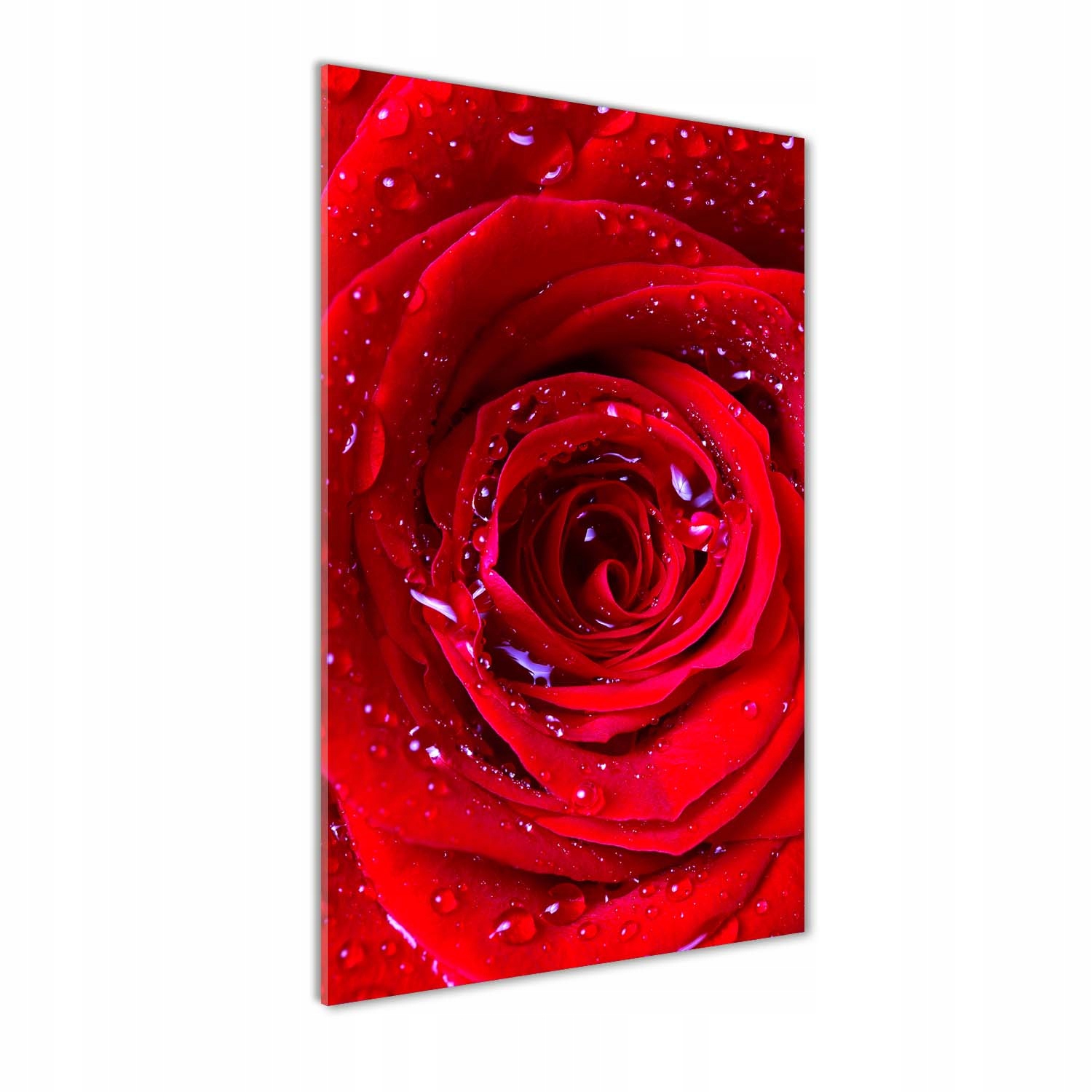 

Foto obraz szkło hartowane Czerwona róża 60x120 cm