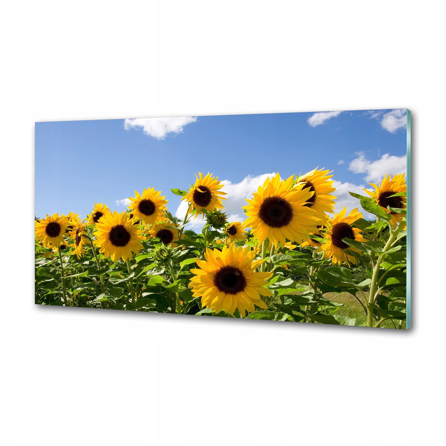 Dekorativní panel sklo Slunečnice 120x60 cm Lepidlo