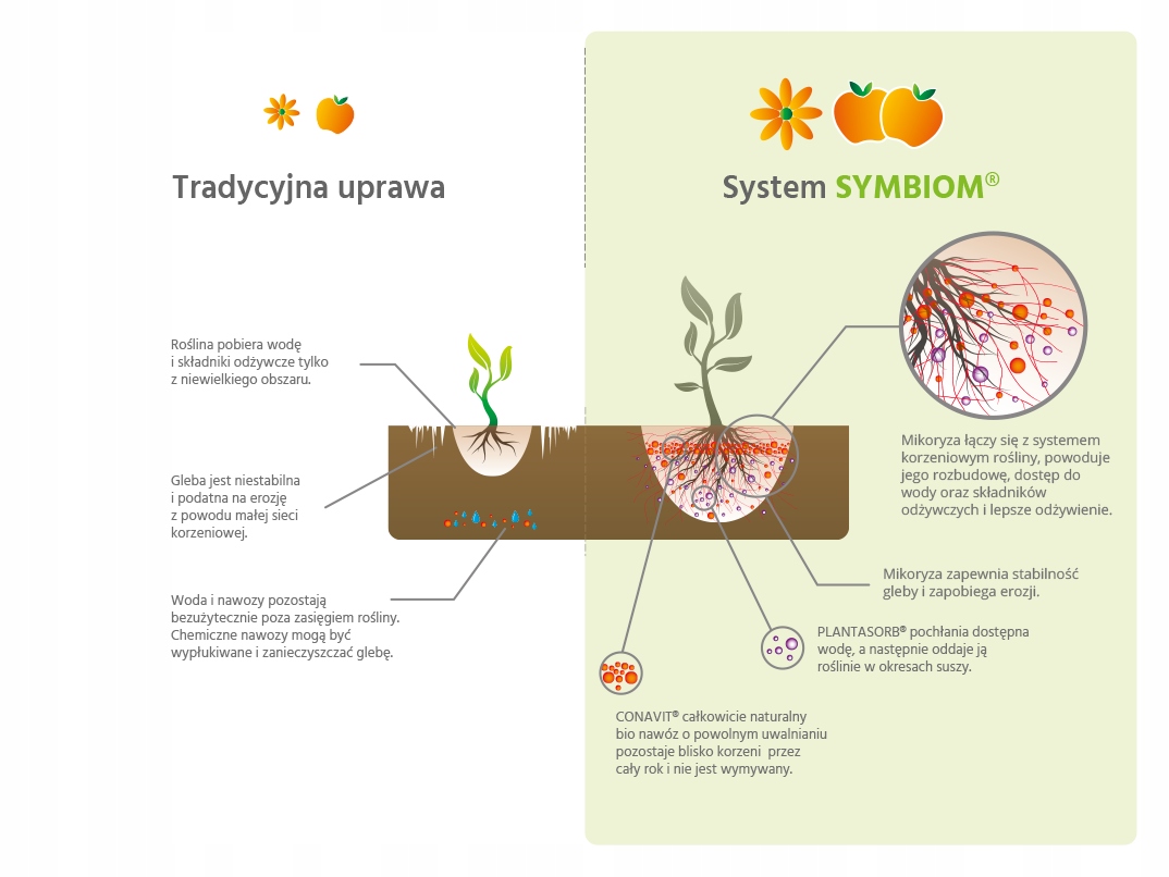 Mikoryza Symbiom Symbivit z trichodermą 150g Stan opakowania oryginalne
