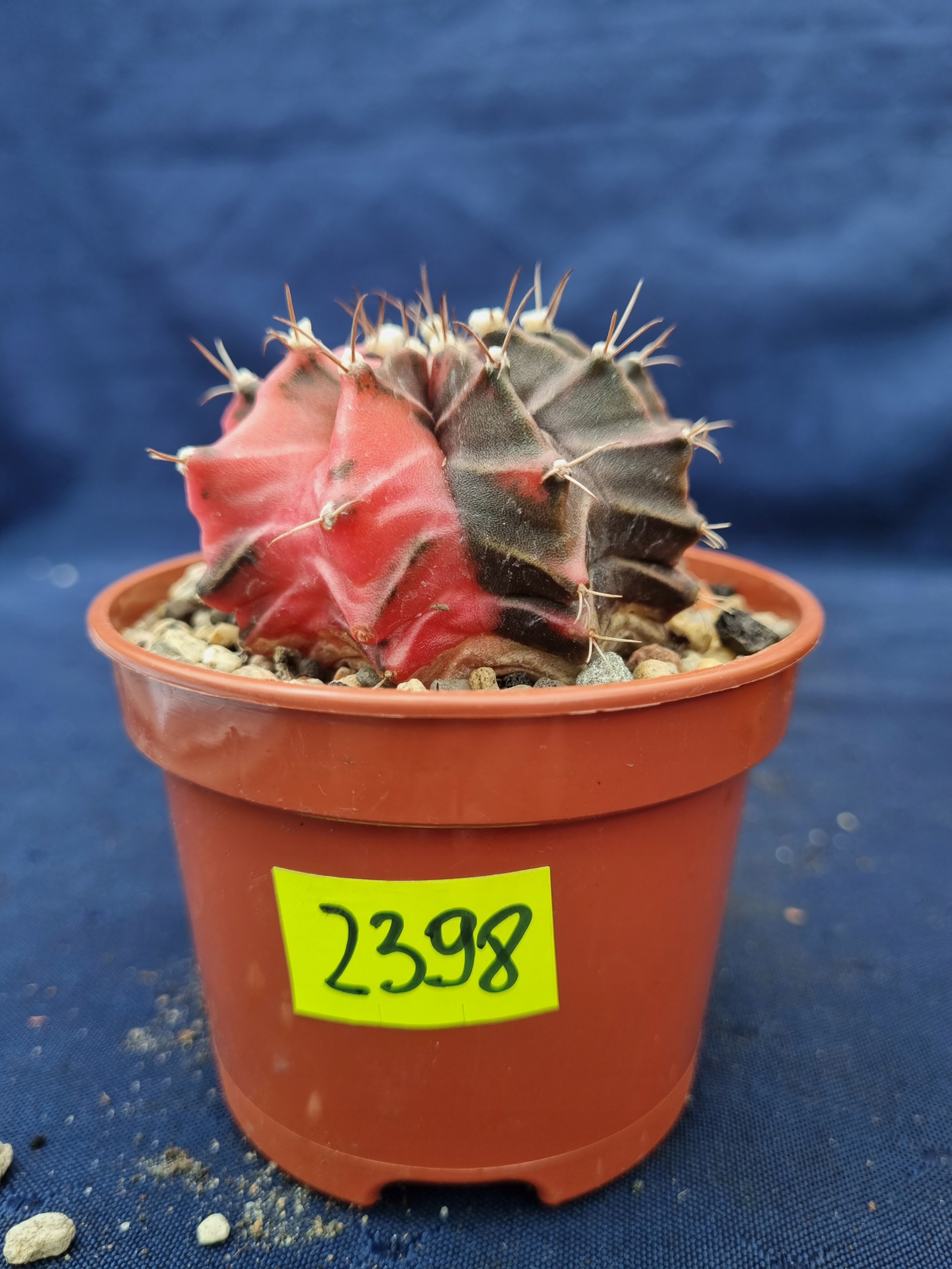 Gymnocalycium michanovchii variegated 2398p - PC2005G