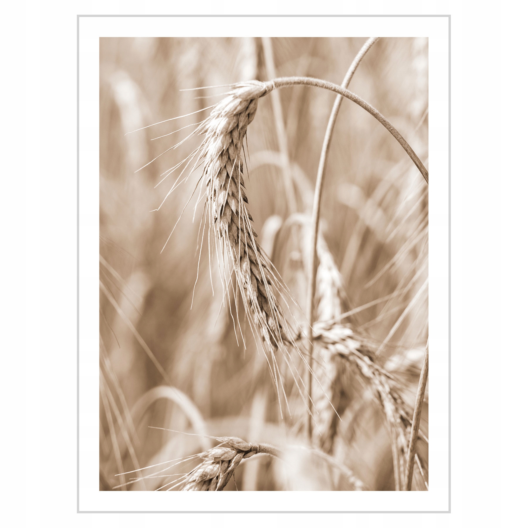 

Plakat 30x40 Kłosy zboża N02
