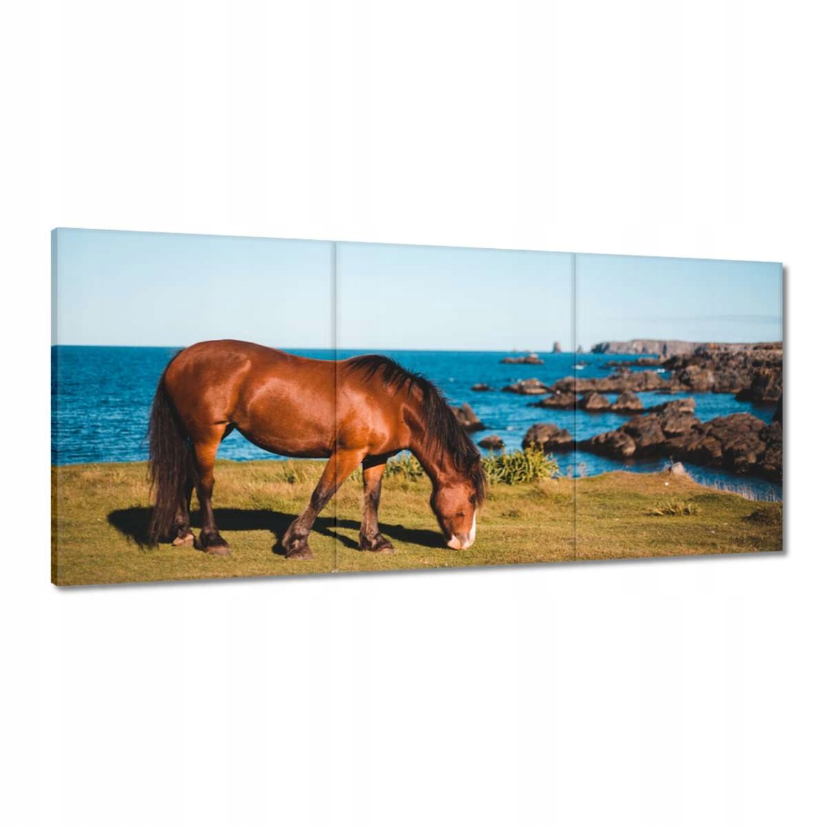 Obrazy 150x70 Kůň Jezdectví