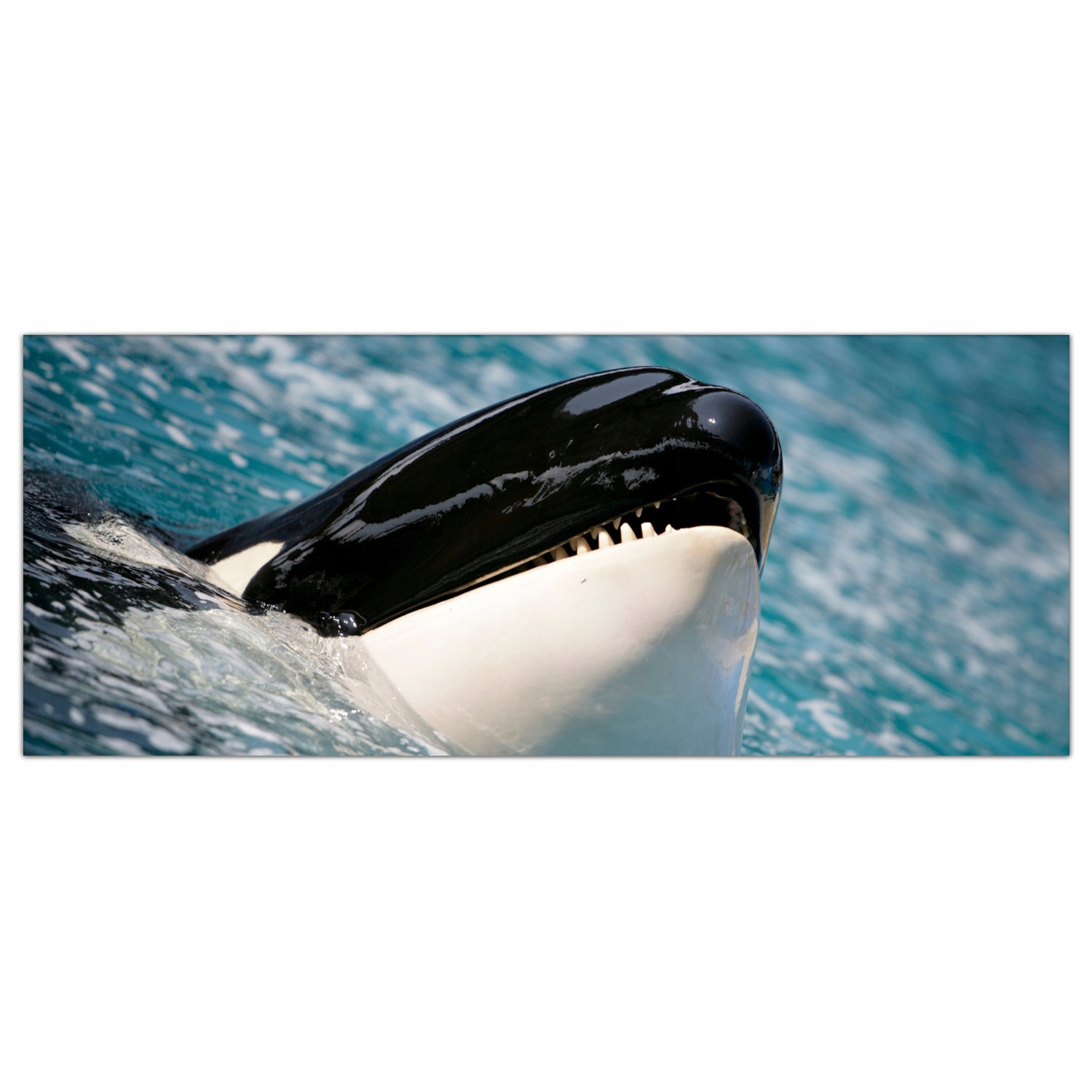 

Obraz Szklany Foto-obraz Orka Ocean Woda 125x50