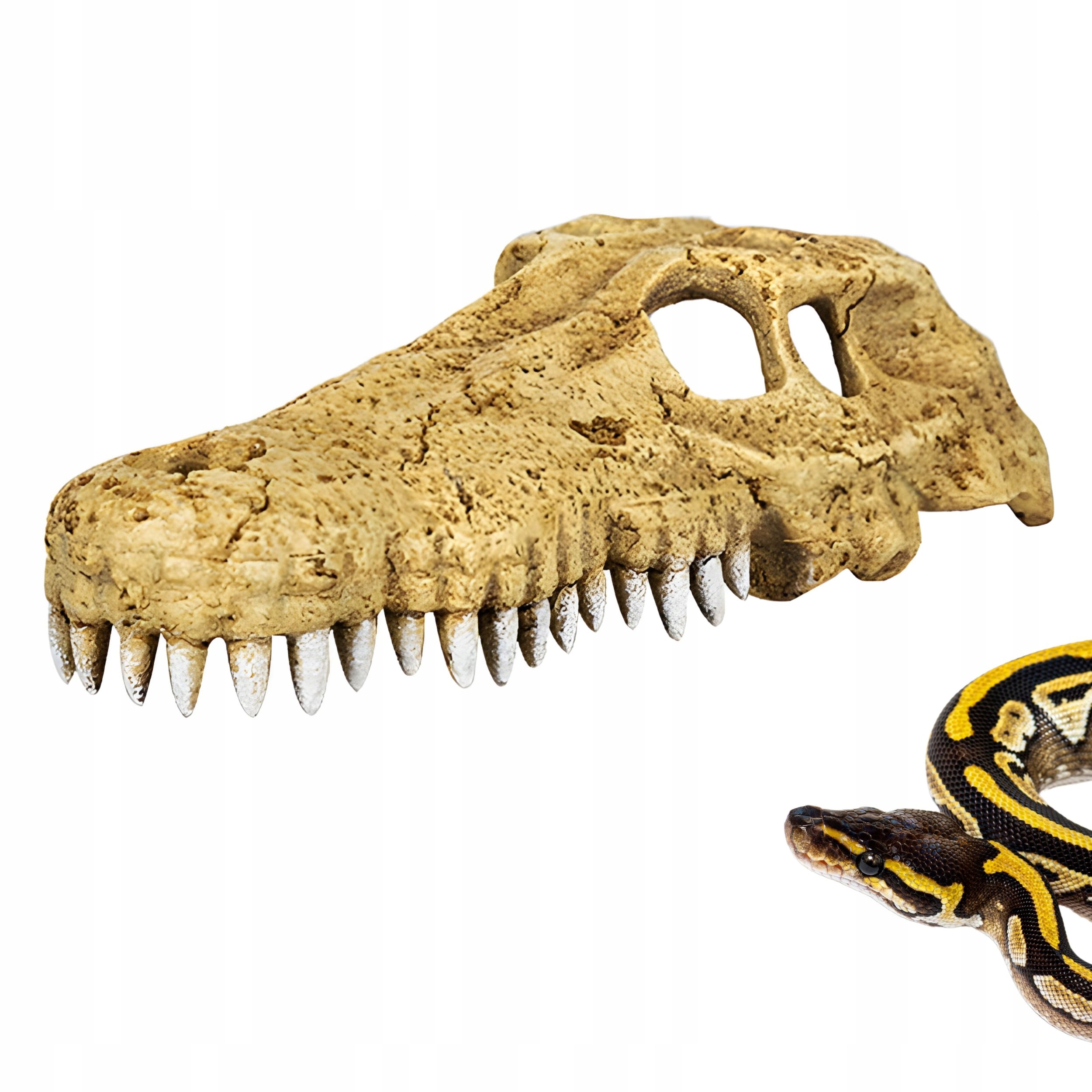 Levně Repti-Zoo Crocodile Skull M Lebka krokodýla Úkryt Ozdoba do terária