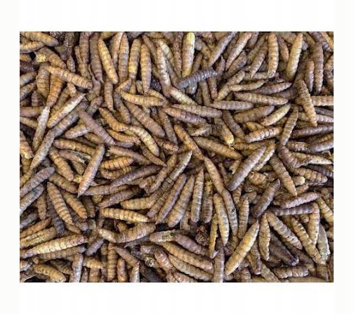 Balmax, Sušené larvy Hermetii, Hermetia, krmivo pro ryby, rybí krmivo, 5 kg