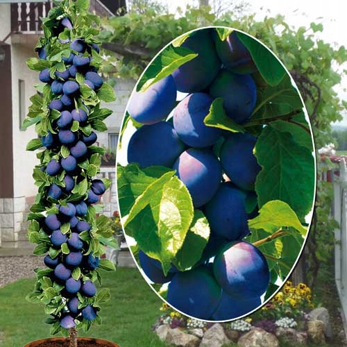 Śliwa kolumnowa WĘGIERKA DĄBROWICKA