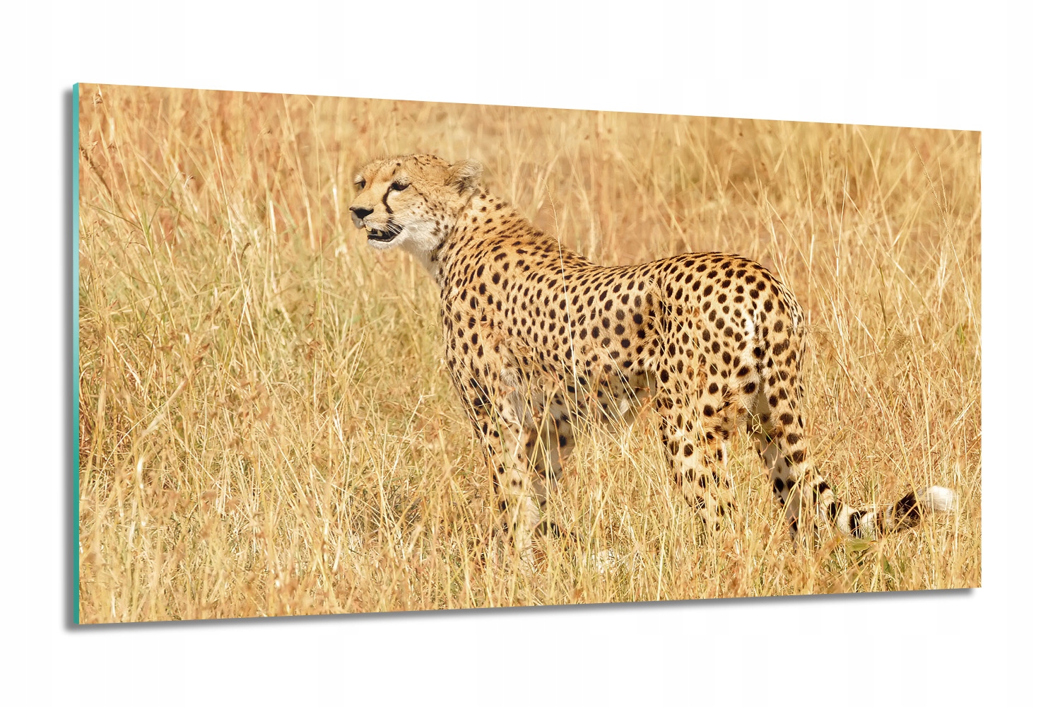 Gepard tráva Foto sklo do obývačky 100x60 grafika